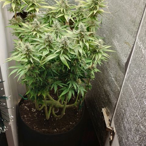 Black Cherry Punch growlog timeline photo