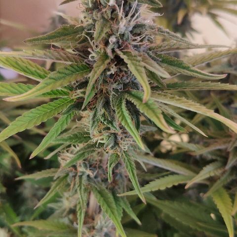 Black Cherry Punch growlog timeline photo