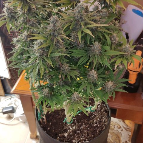 Black Cherry Punch growlog timeline photo