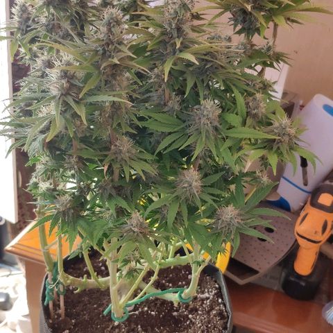 Black Cherry Punch growlog timeline photo