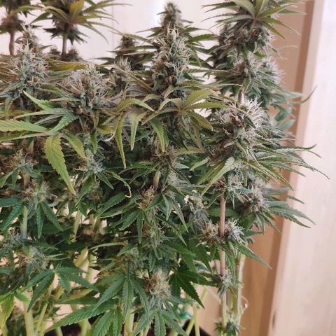 Black Cherry Punch growlog timeline photo