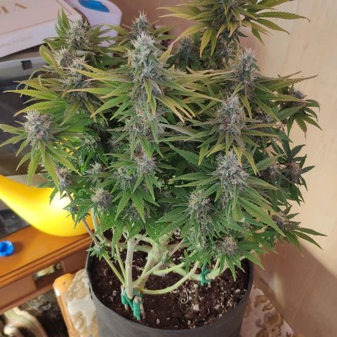 Black Cherry Punch growlog timeline photo