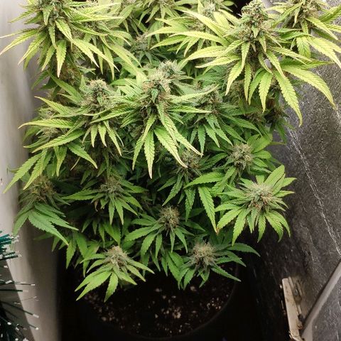 Black Cherry Punch growlog timeline photo