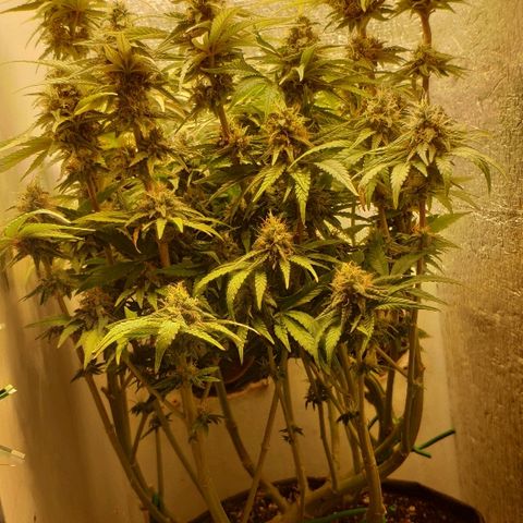Black Cherry Punch growlog timeline photo