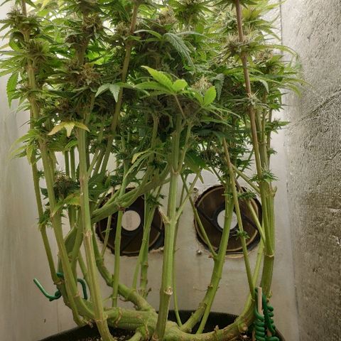 Black Cherry Punch growlog timeline photo