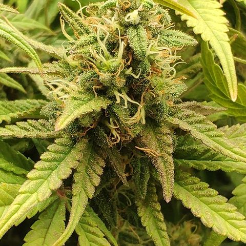 Black Cherry Punch growlog timeline photo