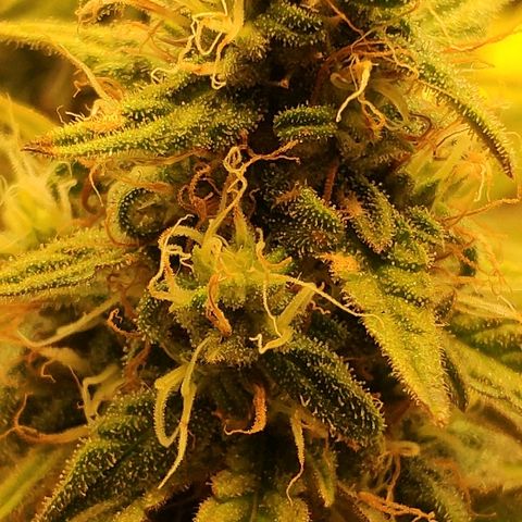 Black Cherry Punch growlog timeline photo