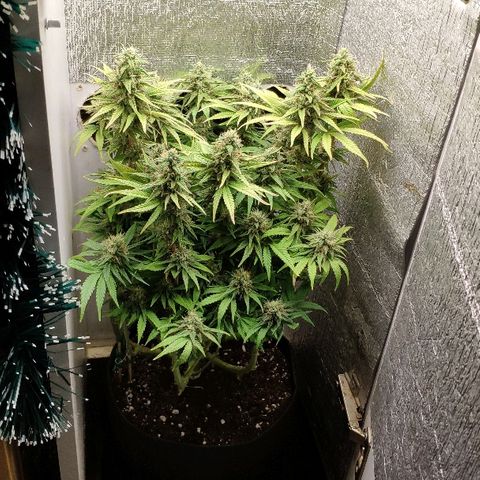 Black Cherry Punch growlog timeline photo