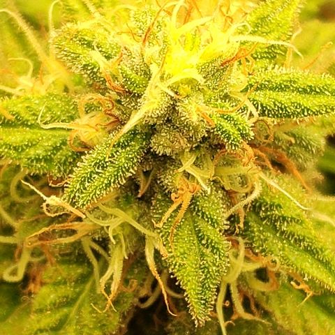 Black Cherry Punch growlog timeline photo