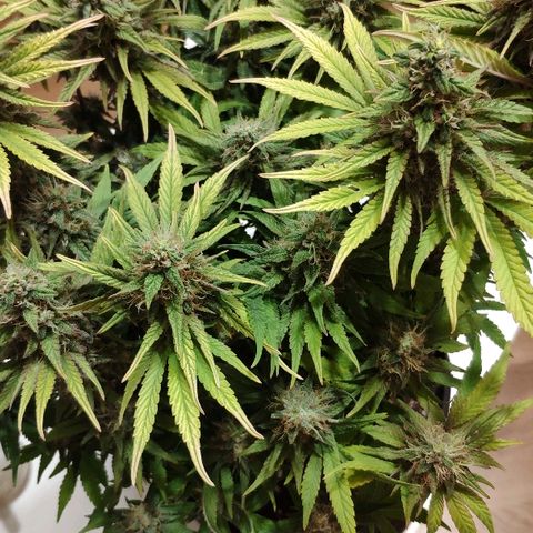 Black Cherry Punch growlog timeline photo