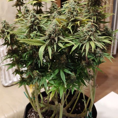 Black Cherry Punch growlog timeline photo