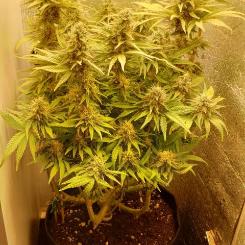 Black Cherry Punch growlog timeline photo