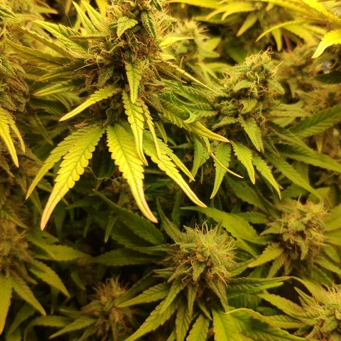 Black Cherry Punch growlog timeline photo