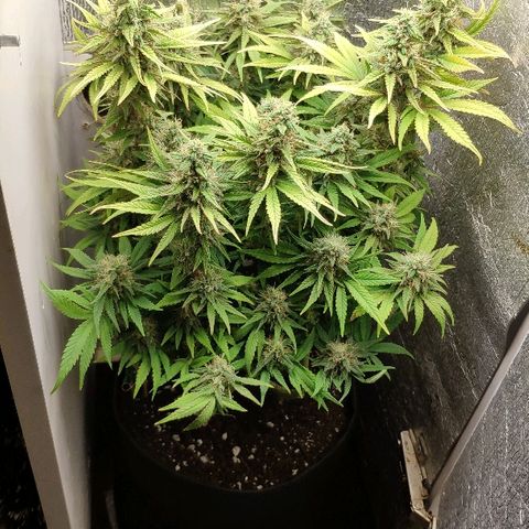 Black Cherry Punch growlog timeline photo