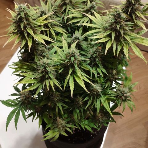 Black Cherry Punch growlog timeline photo