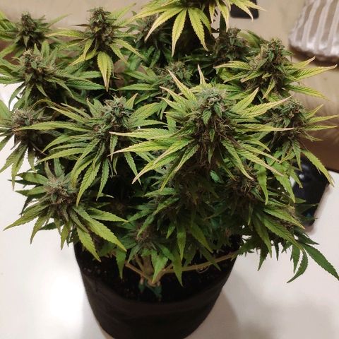 Black Cherry Punch growlog timeline photo