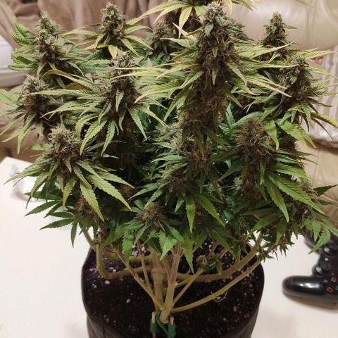 Black Cherry Punch growlog timeline photo