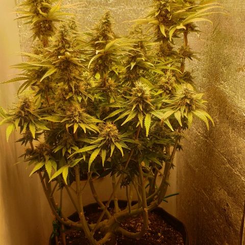 Black Cherry Punch growlog timeline photo