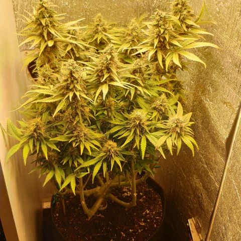 Black Cherry Punch growlog timeline photo
