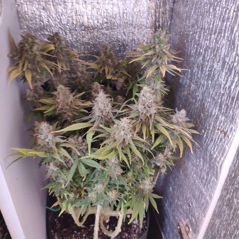 Black Cherry Punch growlog timeline photo
