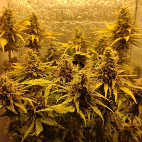 Black Cherry Punch growlog timeline photo