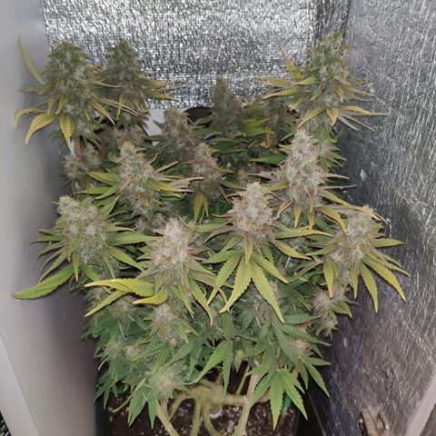 Black Cherry Punch growlog timeline photo