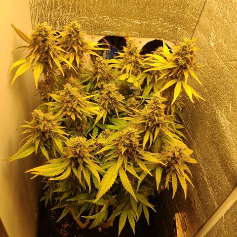 Black Cherry Punch growlog timeline photo