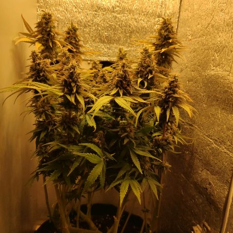 Black Cherry Punch growlog timeline photo