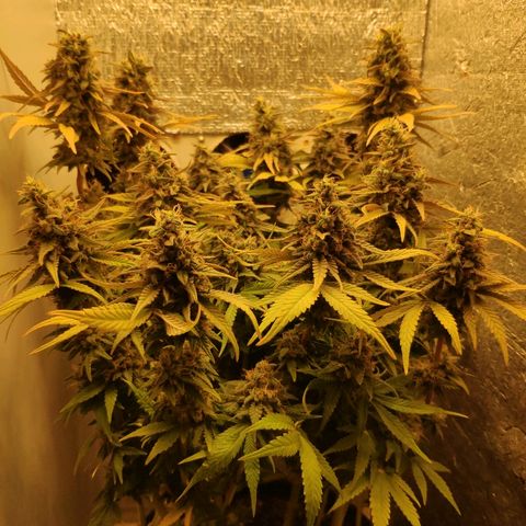 Black Cherry Punch growlog timeline photo