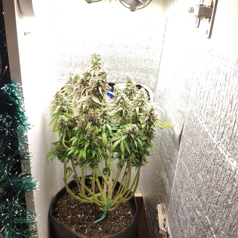 Black Cherry Punch growlog timeline photo
