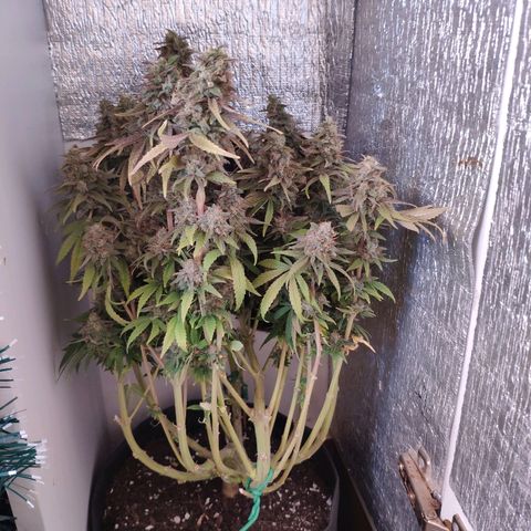 Black Cherry Punch growlog timeline photo