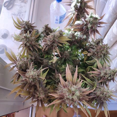 Black Cherry Punch growlog timeline photo