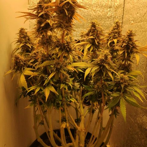 Black Cherry Punch growlog timeline photo