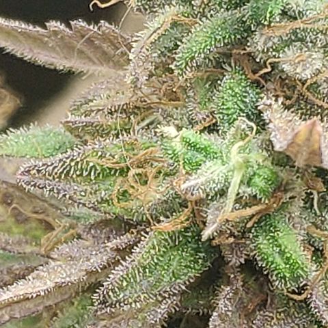 Black Cherry Punch growlog timeline photo