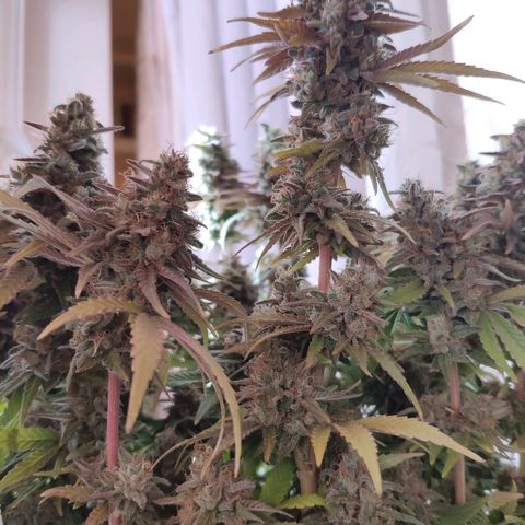 Black Cherry Punch growlog timeline photo