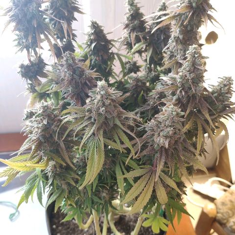 Black Cherry Punch growlog timeline photo
