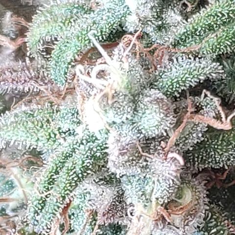 Black Cherry Punch growlog timeline photo