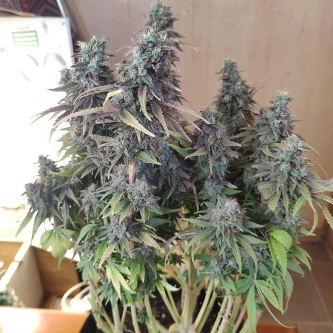 Black Cherry Punch growlog timeline photo