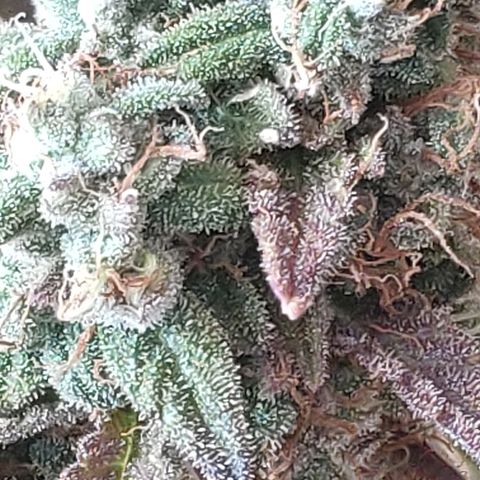 Black Cherry Punch growlog timeline photo