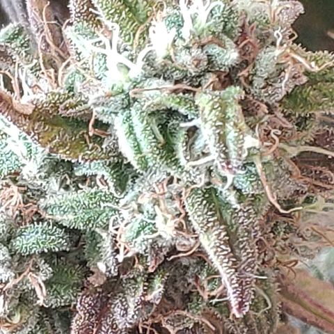 Black Cherry Punch growlog timeline photo