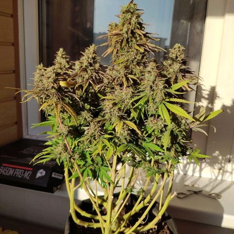 Black Cherry Punch growlog timeline photo