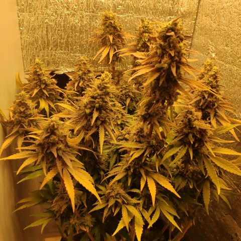 Black Cherry Punch growlog timeline photo