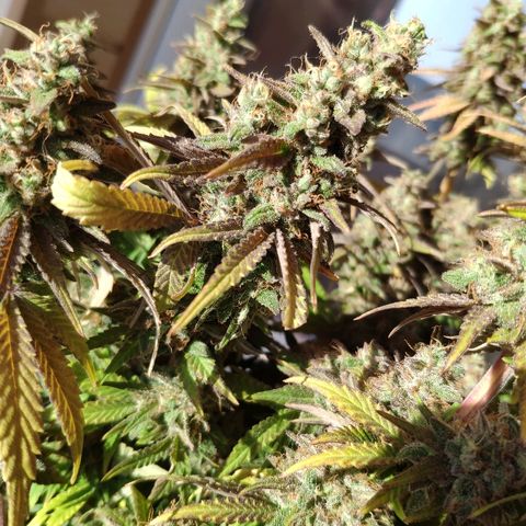 Black Cherry Punch growlog timeline photo