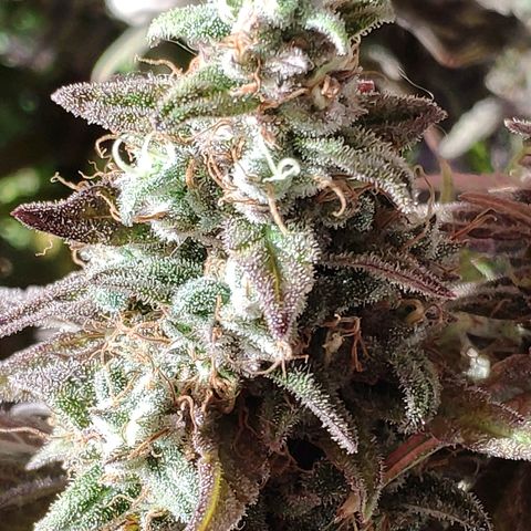 Black Cherry Punch growlog timeline photo