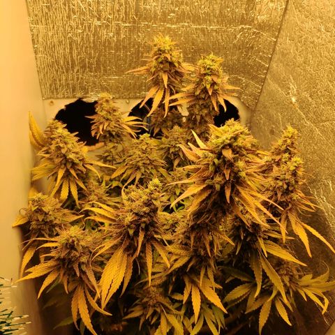 Black Cherry Punch growlog timeline photo