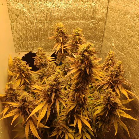 Black Cherry Punch growlog timeline photo
