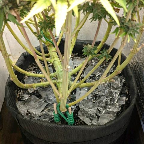 Black Cherry Punch growlog timeline photo