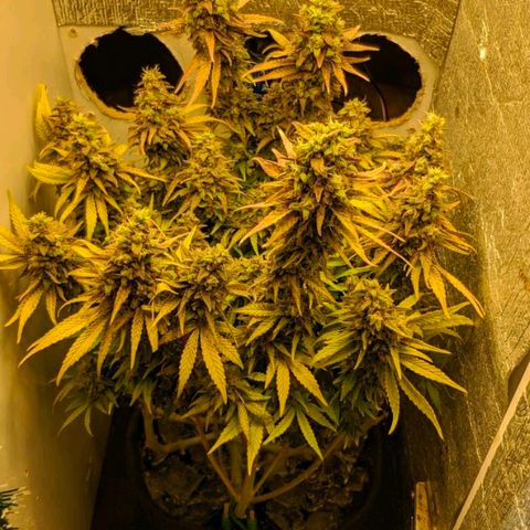 Black Cherry Punch growlog timeline photo
