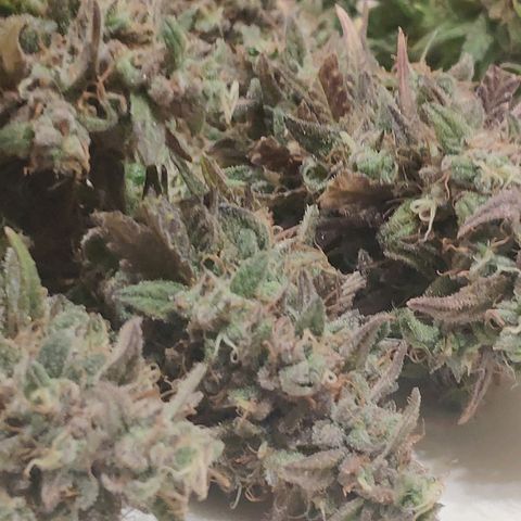 Black Cherry Punch growlog timeline photo