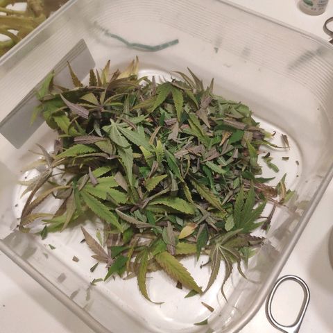 Black Cherry Punch growlog timeline photo